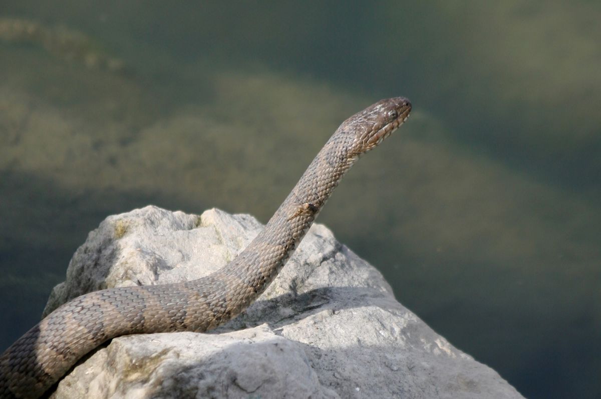 Lake Erie ranks among the most snake-filled US lakes, and it's home to a unique species