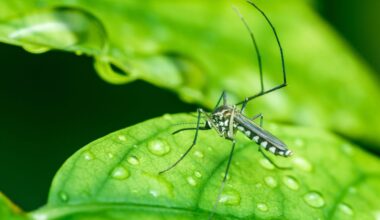 West Nile Virus in Philadelphia: How to prevent mosquitos