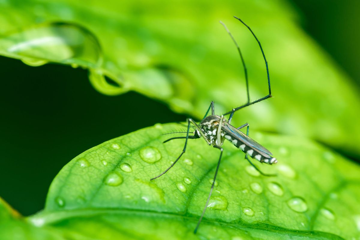 West Nile Virus in Philadelphia: How to prevent mosquitos