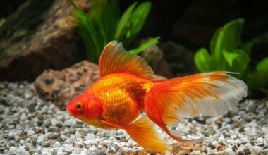Buzz N’ B’s to hold goldfish, koi intake event with Erie Zoo