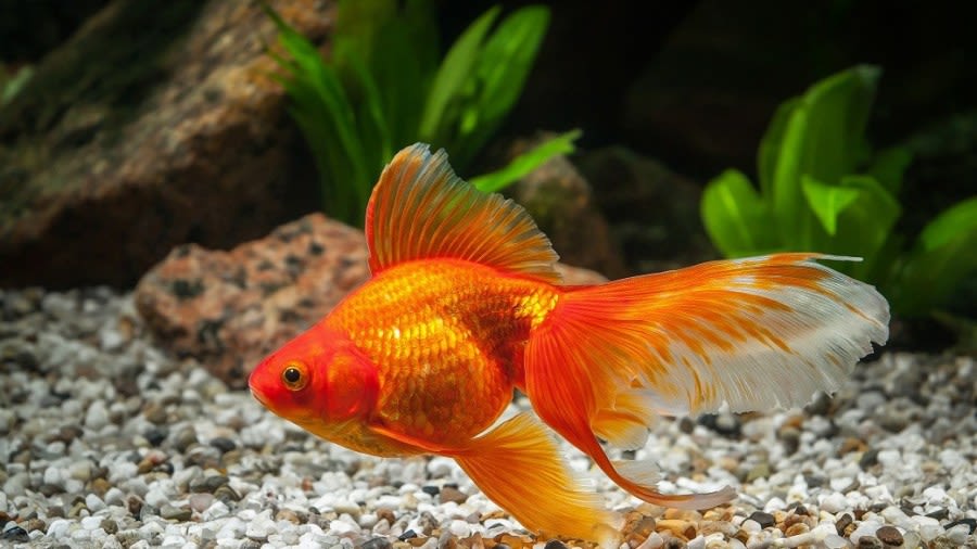 Buzz N’ B’s to hold goldfish, koi intake event with Erie Zoo