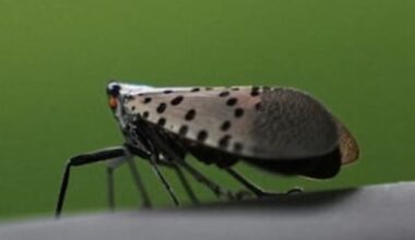 Pennsylvania attorney general sues alleged spotted lanternfly permit scammer