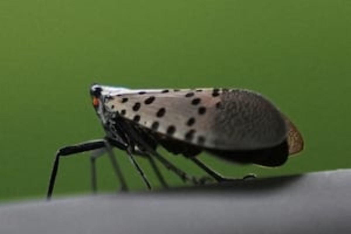 Pennsylvania attorney general sues alleged spotted lanternfly permit scammer