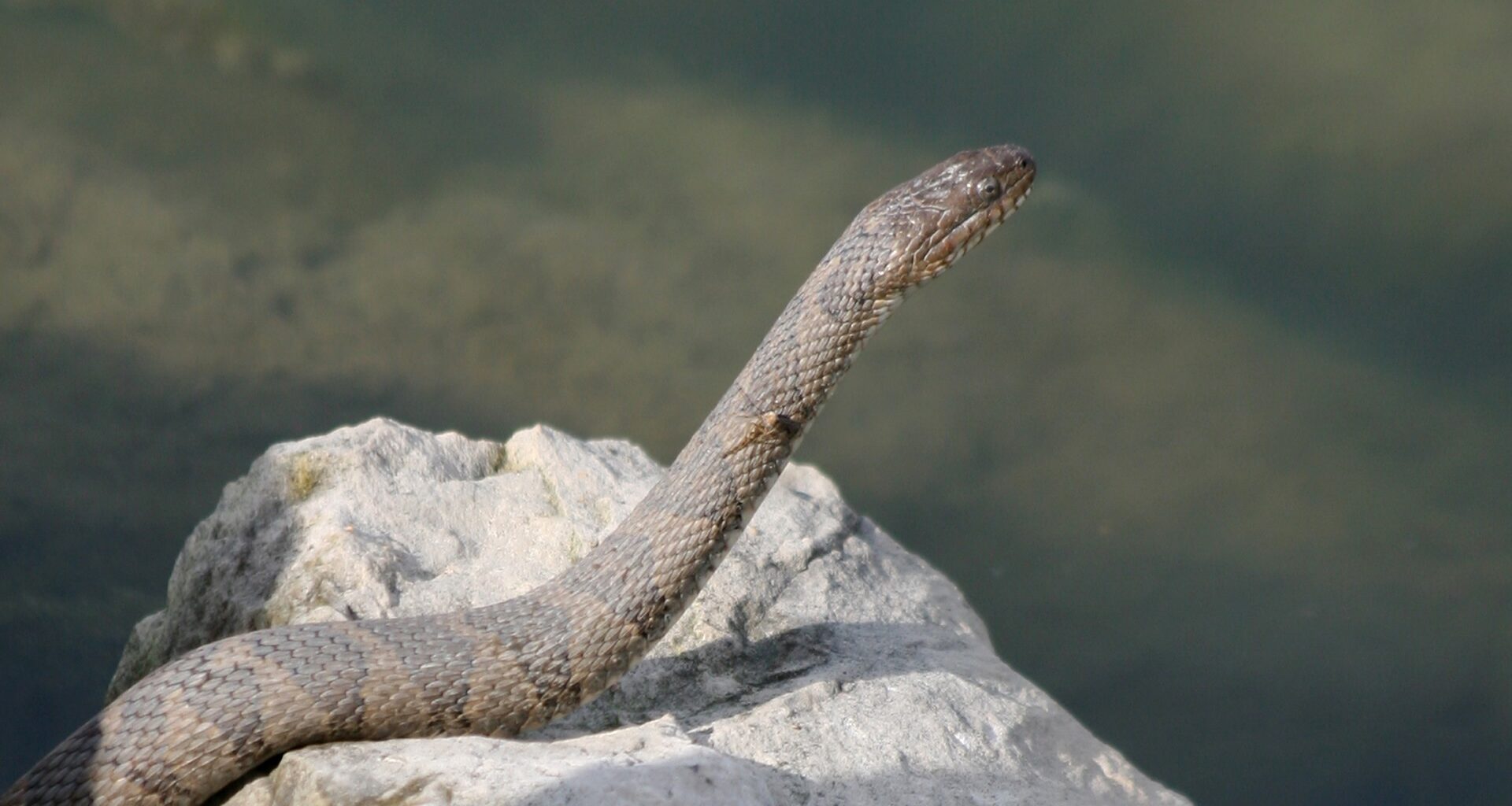 A snake rests on a rock near the water's edge.
