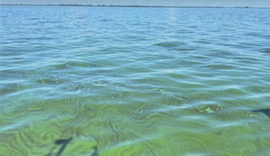 Parts of Lake Erie are now reported ‘very scummy’