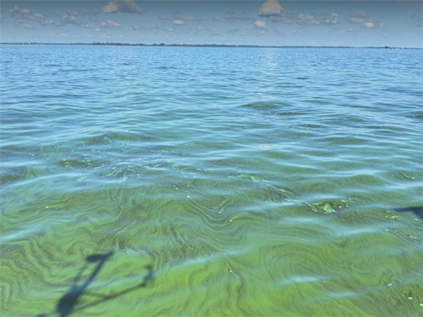 Parts of Lake Erie are now reported ‘very scummy’