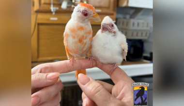 2nd extremely rare albino cardinal admitted to Pennsylvania wildlife center