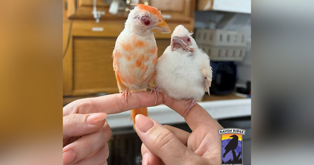 kdka-albino-cardinal.png