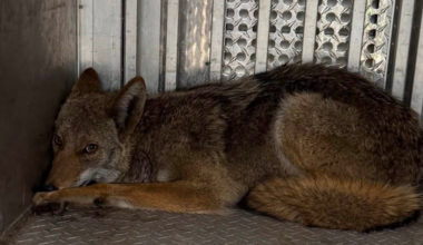 Coyote rescued after getting stuck between 2 walls in Pittsburgh