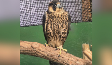 Young peregrine falcon from Pitt's Cathedral of Learning nest dies after injury