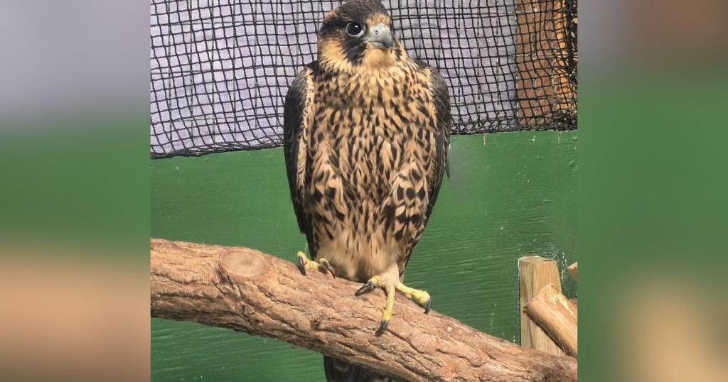 Young peregrine falcon from Pitt's Cathedral of Learning nest dies after injury