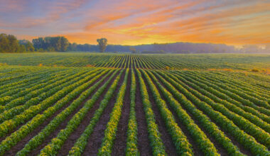 Pennsylvania Farmer Turns Down Nearly $16 Million Offer From Data Center Developers