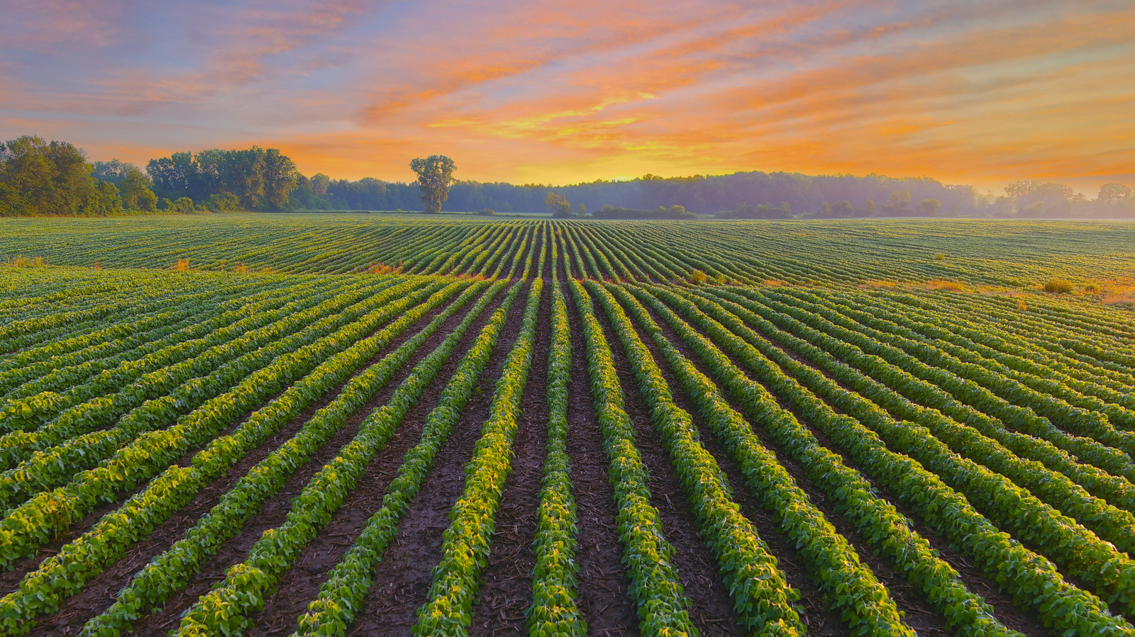 Pennsylvania Farmer Turns Down Nearly $16 Million Offer From Data Center Developers