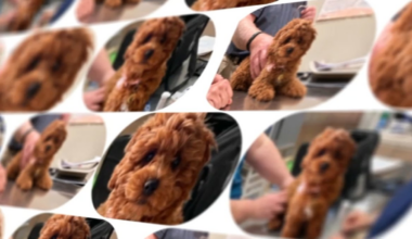 Woman says puppy scam cost her more than $10,000 – NBC10 Philadelphia