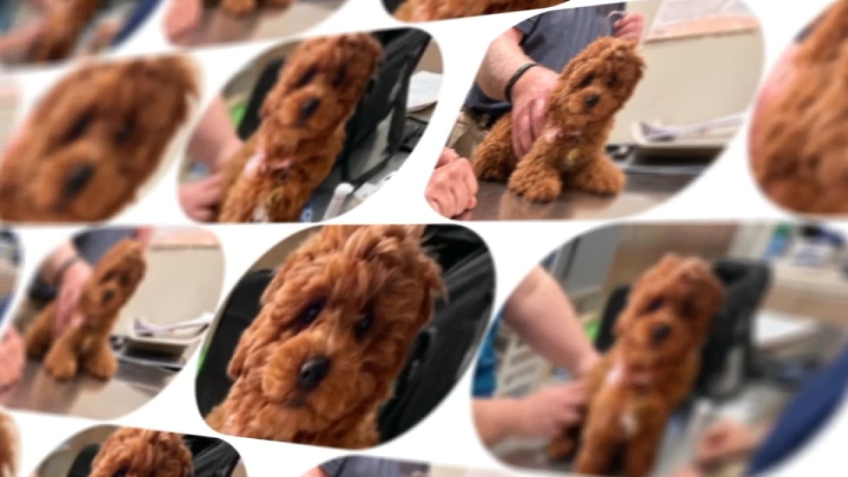 Woman says puppy scam cost her more than $10,000 – NBC10 Philadelphia