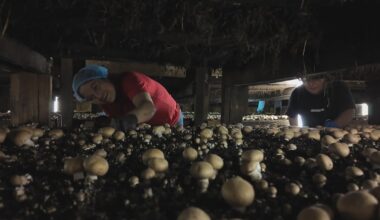 Pennsylvania mushroom farmers mount new defense against fungal foe