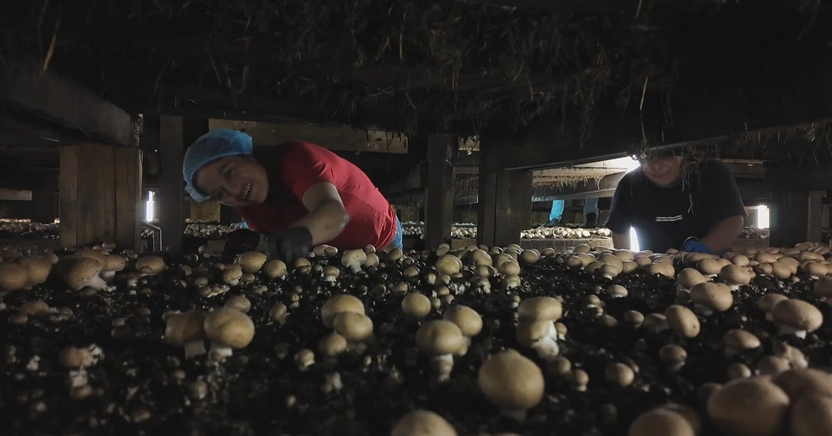 Pennsylvania mushroom farmers mount new defense against fungal foe