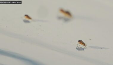 Phorid fly infestation frustrates Chester County, Pennsylvania, residents