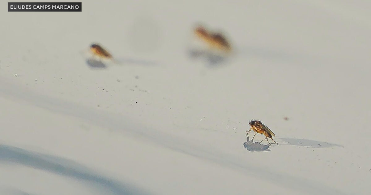 Phorid fly infestation frustrates Chester County, Pennsylvania, residents