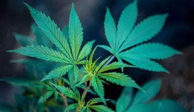 Pennsylvania Can Legalize Marijuana Next Year If Democrats Flip Three Legislative Seats, House Speaker Says