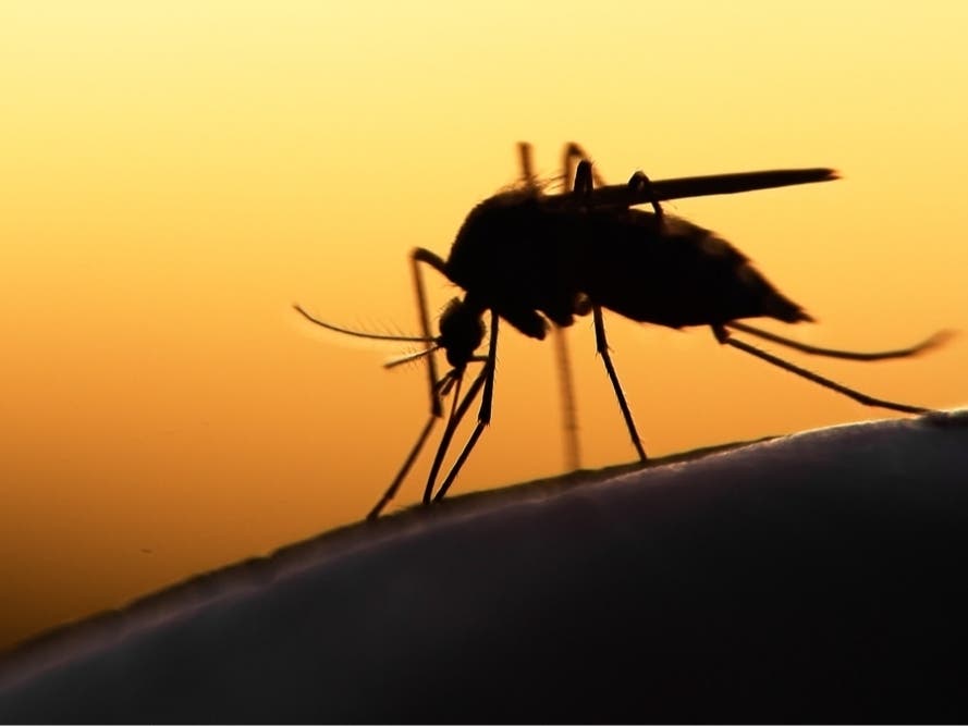 West Nile Virus Found Throughout Neighborhood In Lower Merion; Spraying To Ensue