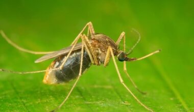 West Nile Virus Found In Lower Merion