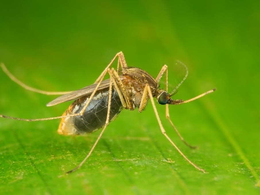 West Nile Virus Found In Lower Merion