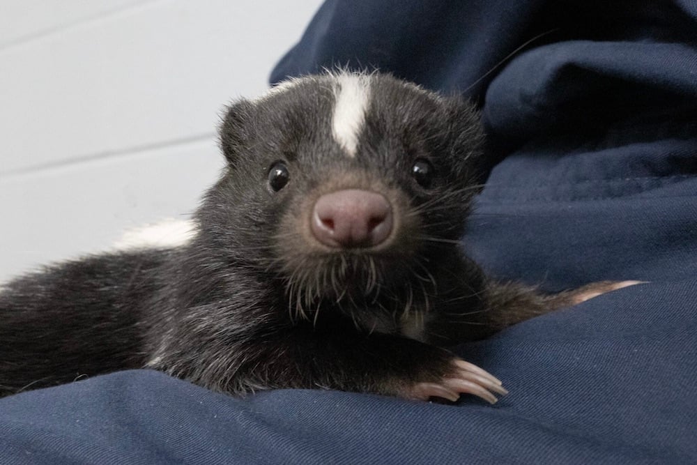 Skunk2 2