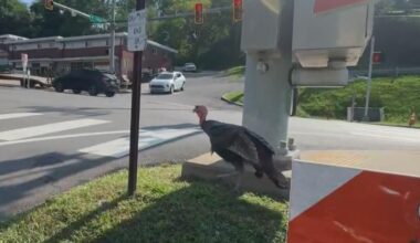 Tom the turkey is causing traffic backups in Bethel Park. The solution? Stop feeding him.