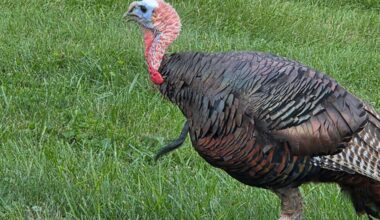 Tom the turkey couldn't stop traffic forever