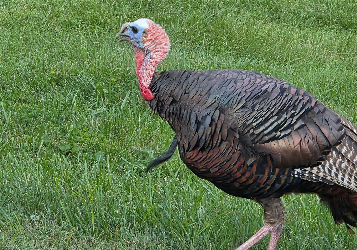Tom the turkey couldn't stop traffic forever