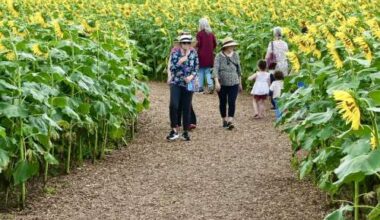‘Sunflowers back at Anderson’ – Lehigh Valley Press