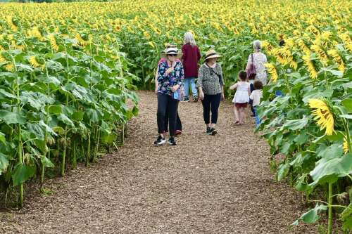 ‘Sunflowers back at Anderson’ – Lehigh Valley Press