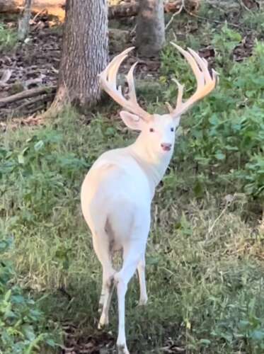 Outdoors: Bowhunting season kicks off Saturday – Lehigh Valley Press