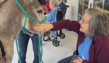 Wanda the therapy donkey brings joy to Pennsylvania seniors: "She's like Ariel from 'The Little Mermaid'"
