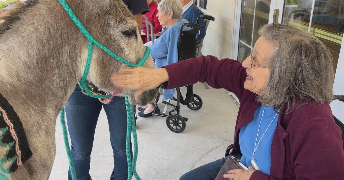 Wanda the therapy donkey brings joy to Pennsylvania seniors: "She's like Ariel from 'The Little Mermaid'"