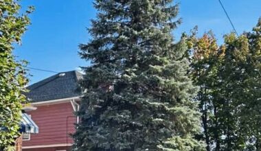 Pittsburgh’s official Christmas tree chosen for 2026