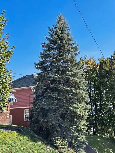 Pittsburgh’s official Christmas tree chosen for 2026