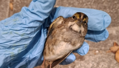 When birds slam into a Philly building, this group comes to the rescue