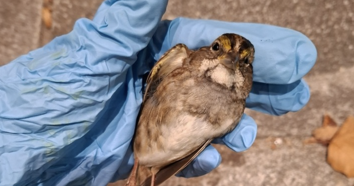 When birds slam into a Philly building, this group comes to the rescue