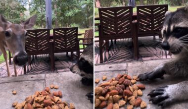 Pennsylvania deer gets chased off by ‘hangry’ raccoon guarding its snacks