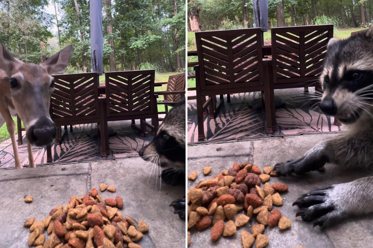 Pennsylvania deer gets chased off by ‘hangry’ raccoon guarding its snacks