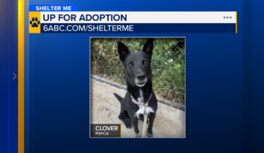 Shelter Me: Meet lucky charm Clover from the Pennsylvania SPCA