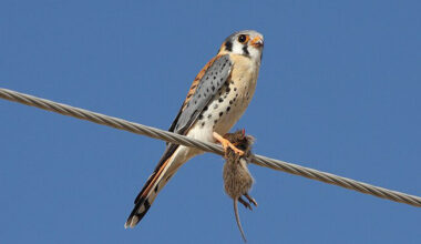 Bird of the Month: American Kestrel