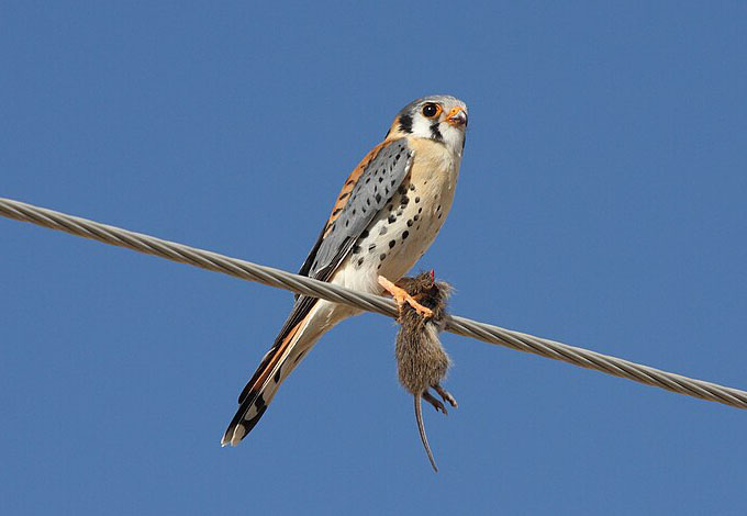 Bird of the Month: American Kestrel