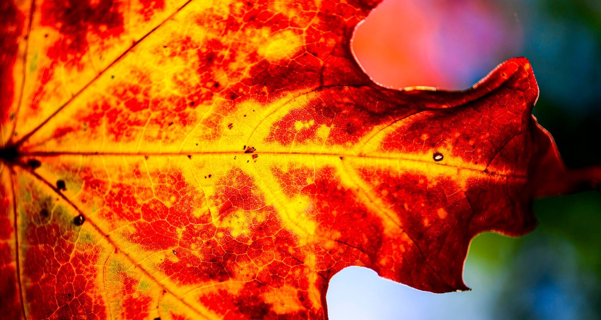 Fall Colors from Bethlehem