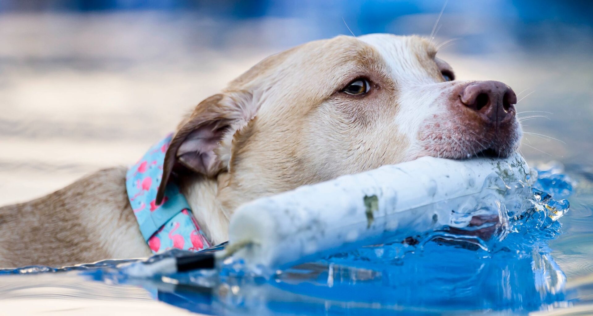 Barktoberfest at Promenade Saucon Valley photos