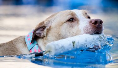 Barktoberfest at Promenade Saucon Valley photos