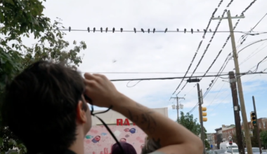 Why visitors are flocking to Philadelphia's popular pigeon tour