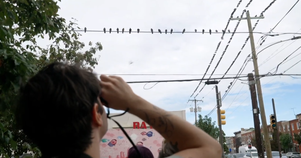 Why visitors are flocking to Philadelphia's popular pigeon tour